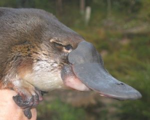 Push to protect platypus
