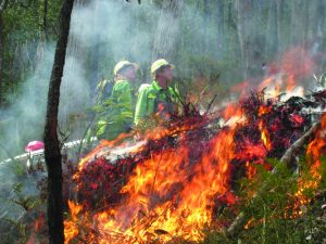 Forest Fire Management advises of planned burns
