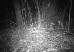 A coot discovery