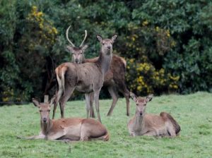 Deer hunters in police sights