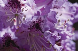 Gardens ready to bloom