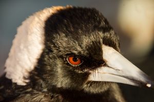 Brace yourself: magpie swooping season is here