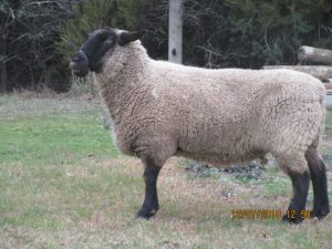 Sheep’s muzzle bound with tape