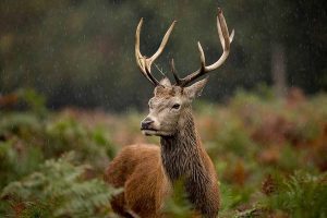 Oh deer