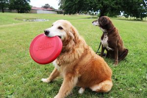 Protect pets from Christmas treats