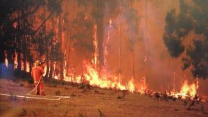 Help save bushfire-affected animals