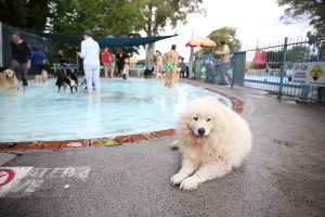 Feast your eyes on these wholesome dogs from last night’s pool pawty.