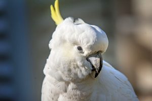 Bird feeding will be banned at Grants Picnic Ground
