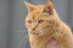 Microchip cats free of charge