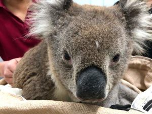 Sick koala’s sad ending