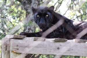 There’s been a black panther sighting in the Dandenongs