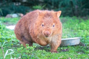 Wildlife rescue plea