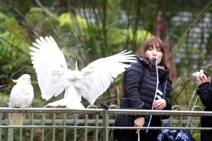 What will happen when we stop feeding the birds?