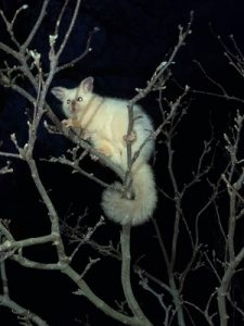 We’re all baffled by this extremely rare golden possum, spotted in the Dandenongs.