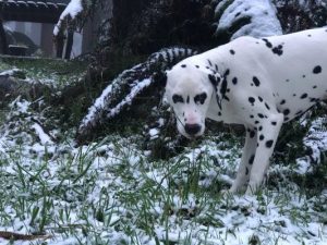 Snow delightful!