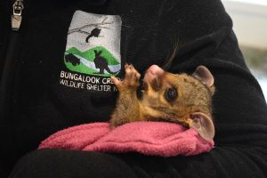 Help for wildlife