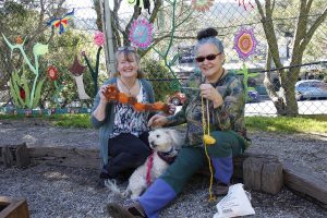 Tecoma’s fence of flowers