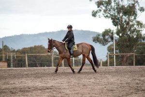 Pony comp pushes on, through video