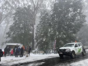 Early snowfall attracts crowds