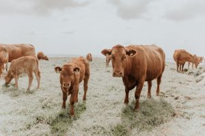 Calves stolen from Gembrook farm