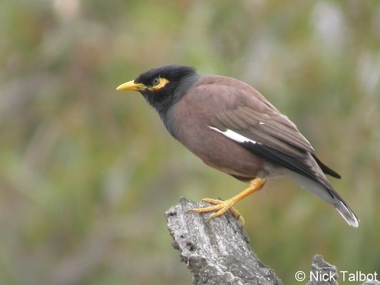 Available Aviary Birds Ferntree Gully