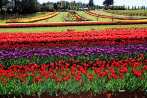 Tulip Festival takes gold award