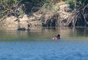 Discovery of second hatching of ducks at Knox Lake