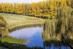 Gallery: Yarra and Dandenong Ranges in Autumn