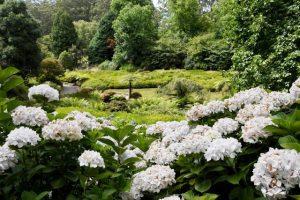 Australian Rhododendron Society keeps Olinda’s gardens in perfect shape