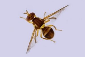 Yarra Ranges growers and Agriculture Yarra Valley on alert for Queensland Fruit Fly