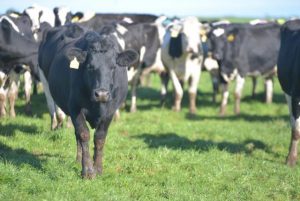 Cheese maker fined $9000 over strong odour