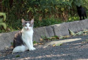 Victorian Government share details on cat management strategy