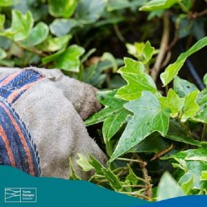 Yarra Ranges Council helping cover the cost of weed disposal