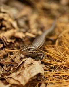 Endangered skinks born in successful breeding program