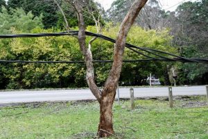 Olinda-Monbulk Road closed at Holden Road