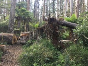 Sherbrooke Falls re-opens, 1000 Steps remains closed