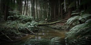 Spooky stories in the Dandenongs