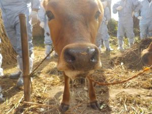 Foot-And-Mouth disease prevention ramps up.