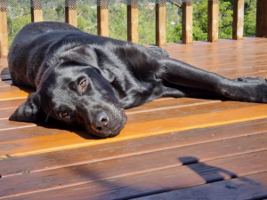 Belgrave family fundraising for in training support dog’s surgeries