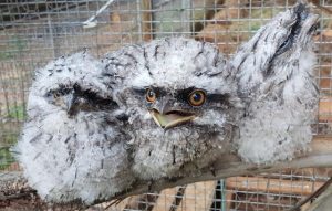 Cockatoo wildlife shelter receives a helping hand from local IGA