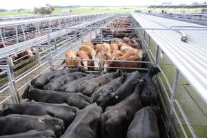 Cattle Council assures red meat is safe for consumption after disease scare