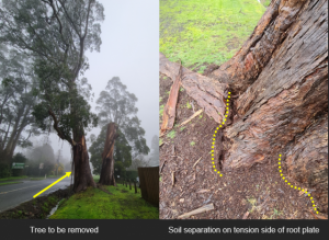 Yarra Ranges Council undertakes urgent tree removal on Ridge Road