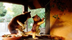Renovations for Roo now the Joey is out of the pouch