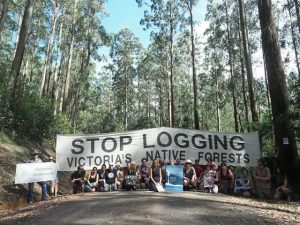 Petition calls for all logging in Victoria to cease
