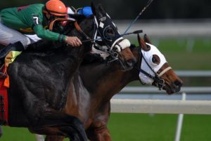 RSPCA calls for mandatory standards in horse racing