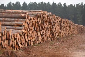 tougher penalties for protesters in timber zones passes Parliament