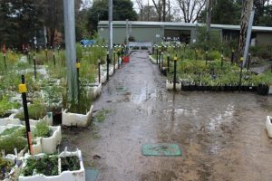 Celebrating 40-years of the Knox Environment Society at the annual Spring Festival