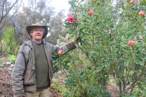 Dandenong Ranges struggles with wild deer probelm