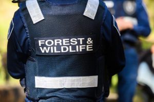 Illegal firewood collectors to be targeted by patrols
