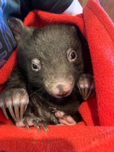 Increased wildlife deaths on roads this winter